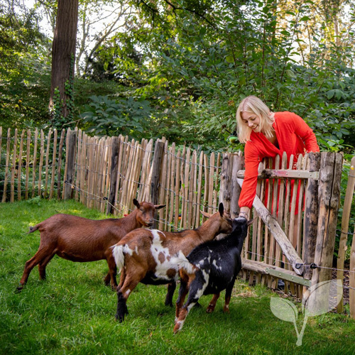 Schapenhek omheining